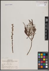 Foto von Salix candida Flüggé ex Willd.